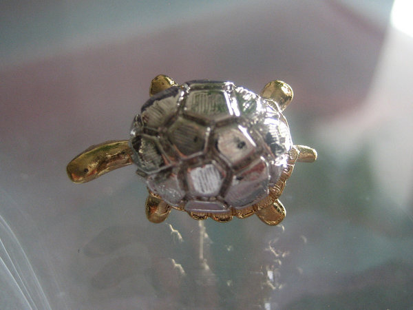 kleine Schildkröte